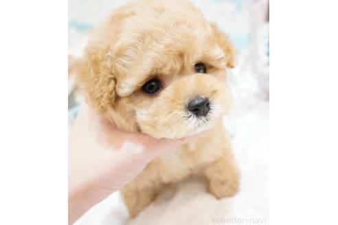 販売中の大阪府のティーカッププードル-384822